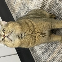 British Shorthair, Kedi  Kaju fotoğrafı