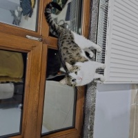 Tekir Kedi, Kedi  Mamut fotoğrafı