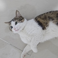 Tekir Kedi, Kedi  Mamut fotoğrafı
