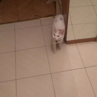 Tekir Kedi, Kedi  behzat fotoğrafı