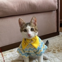 Tekir Kedi, Kedi  GOFİ fotoğrafı