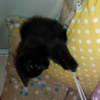 Tekir Kedi, Kedi  inci fotoğrafı