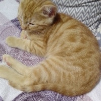 Sarman, Kedi  Karamel fotoğrafı
