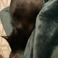 Bombay, Kedi  Gece fotoğrafı