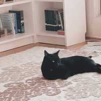 Bombay, Kedi  Gece fotoğrafı
