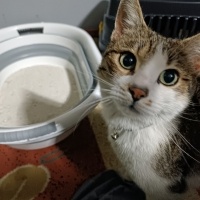 Tekir Kedi, Kedi  Casper fotoğrafı