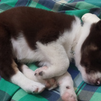 Labrador Retriever, Köpek  Daisy fotoğrafı