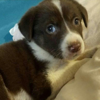 Labrador Retriever, Köpek  Daisy fotoğrafı
