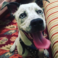 Dogo Arjantin, Köpek  İce fotoğrafı