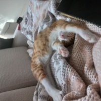 Sarman, Kedi  Paşa fotoğrafı