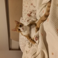 Sarman, Kedi  Paşa fotoğrafı