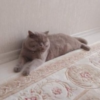British Shorthair, Kedi  Sakar fotoğrafı