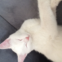 Ankara Kedisi, Kedi  Yabiş fotoğrafı