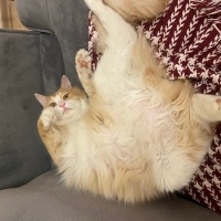 Ankara Kedisi, Kedi  Boyoz fotoğrafı