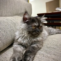 Selkirk Rex, Kedi  Floki fotoğrafı