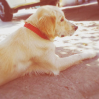 Golden Retriever, Köpek  DOBY fotoğrafı
