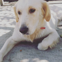 Golden Retriever, Köpek  DOBY fotoğrafı
