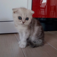 Scottish Fold, Kedi  Leo fotoğrafı