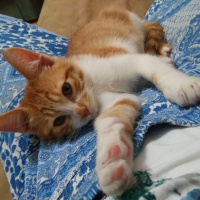 Tekir Kedi, Kedi  Çakıl fotoğrafı