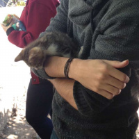 Tekir Kedi, Kedi  Tuşi fotoğrafı