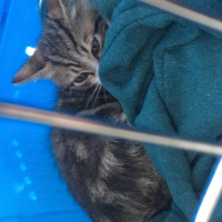 Tekir Kedi, Kedi  Tuşi fotoğrafı
