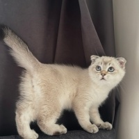 Scottish Fold, Kedi  Alin fotoğrafı
