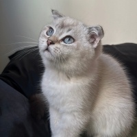 Scottish Fold, Kedi  Alin fotoğrafı