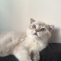 Scottish Fold, Kedi  Alin fotoğrafı