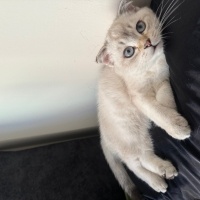 Scottish Fold, Kedi  Alin fotoğrafı