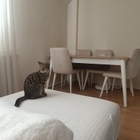 Bengal, Kedi  Vanda fotoğrafı