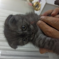 Scottish Fold, Kedi  NAZAR fotoğrafı
