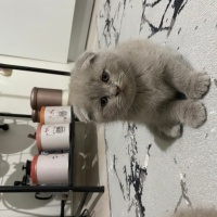 Scottish Fold, Kedi  Bebek surat scotish fold fotoğrafı