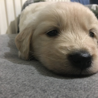 Golden Retriever, Köpek  Gazoz fotoğrafı