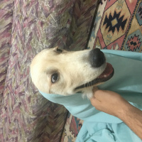 Golden Retriever, Köpek  Gazoz fotoğrafı