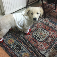Golden Retriever, Köpek  Gazoz fotoğrafı