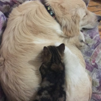 Golden Retriever, Köpek  Gazoz fotoğrafı
