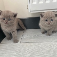 British Shorthair, Kedi  Simba fotoğrafı