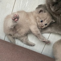 British Shorthair, Kedi  Simba fotoğrafı