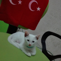 Ankara Kedisi, Kedi  Pıtırcık fotoğrafı