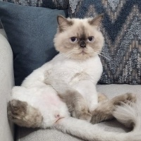 British Longhair, Kedi  Asu fotoğrafı