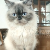 British Longhair, Kedi  Asu fotoğrafı