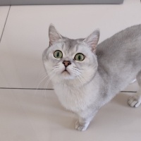 British Longhair, Kedi  Asu fotoğrafı