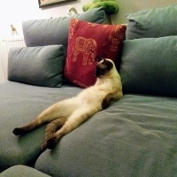 Siyam Kedisi, Kedi  Ponçik fotoğrafı