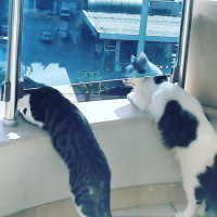 Norwegian Forest, Kedi  Gilbert  fotoğrafı