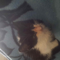 Tuxedo (Smokin) Kedi, Kedi  Zeytin fotoğrafı