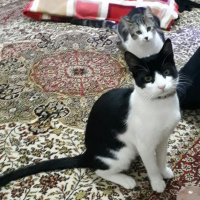 Tuxedo (Smokin) Kedi, Kedi  Zeytin fotoğrafı