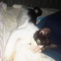 Tuxedo (Smokin) Kedi, Kedi  Zeytin fotoğrafı