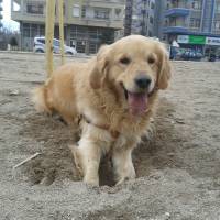 Golden Retriever, Köpek  Paşa fotoğrafı