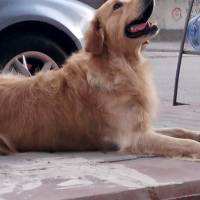 Golden Retriever, Köpek  Paşa fotoğrafı