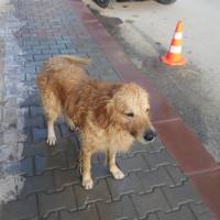 Golden Retriever, Köpek  Paşa fotoğrafı